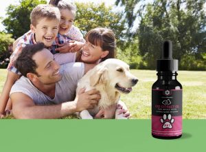 CBD Oil for Dogs and Pets - Australia