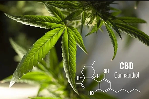 cbd oil canberra