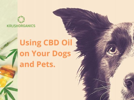 CBD Oil for Dogs Pets - Australia